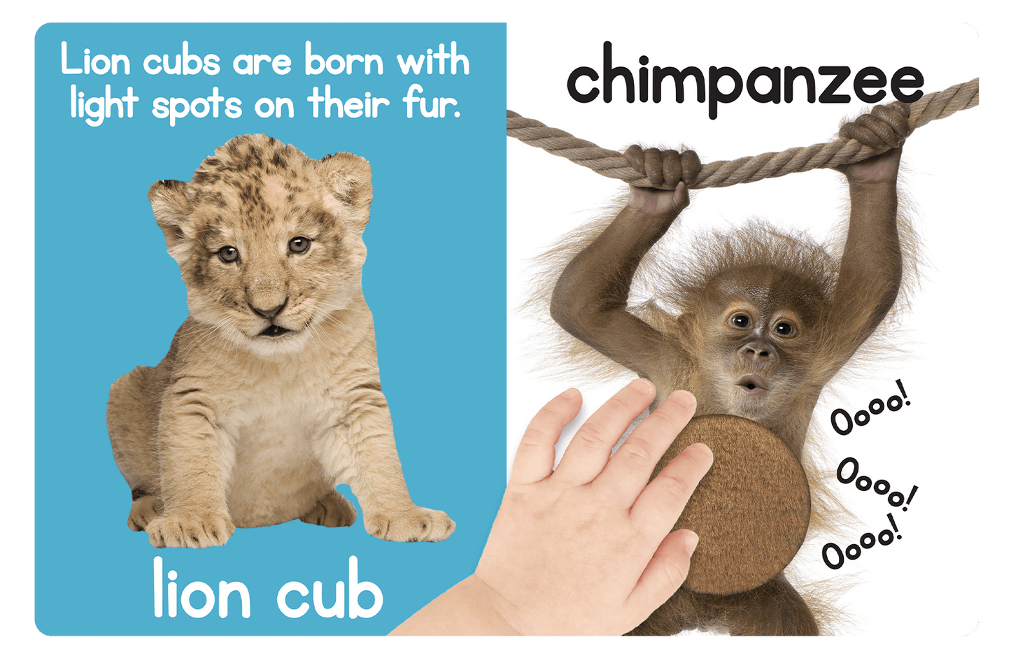 Touch and Feel Adorable Animals by Little Hippo Books