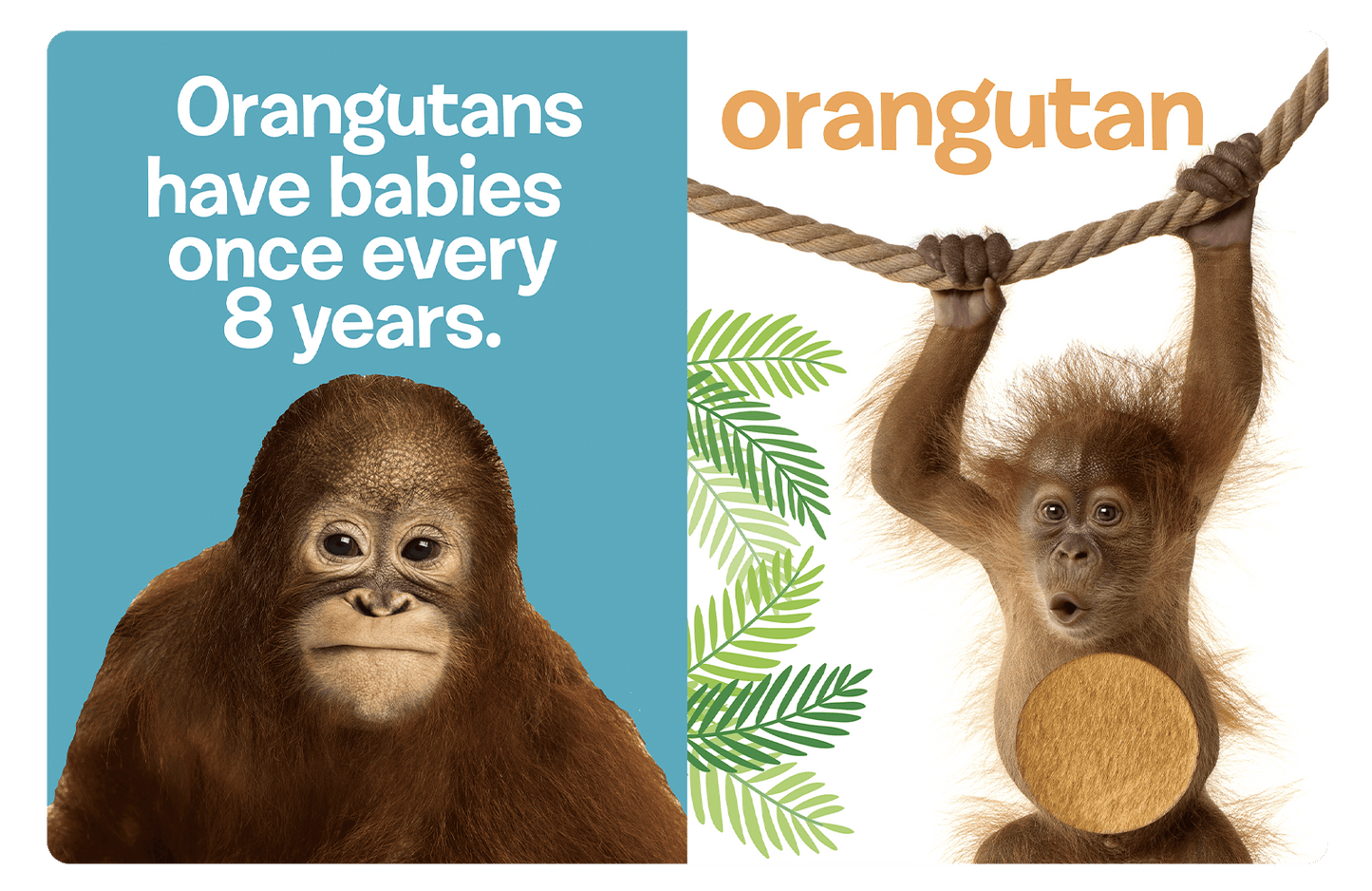 Little Hippo: Touch and Feel Adorable Baby Animals Board Book Children Tactile Learning Real Photography kitten puppy hatchling orangutan chick