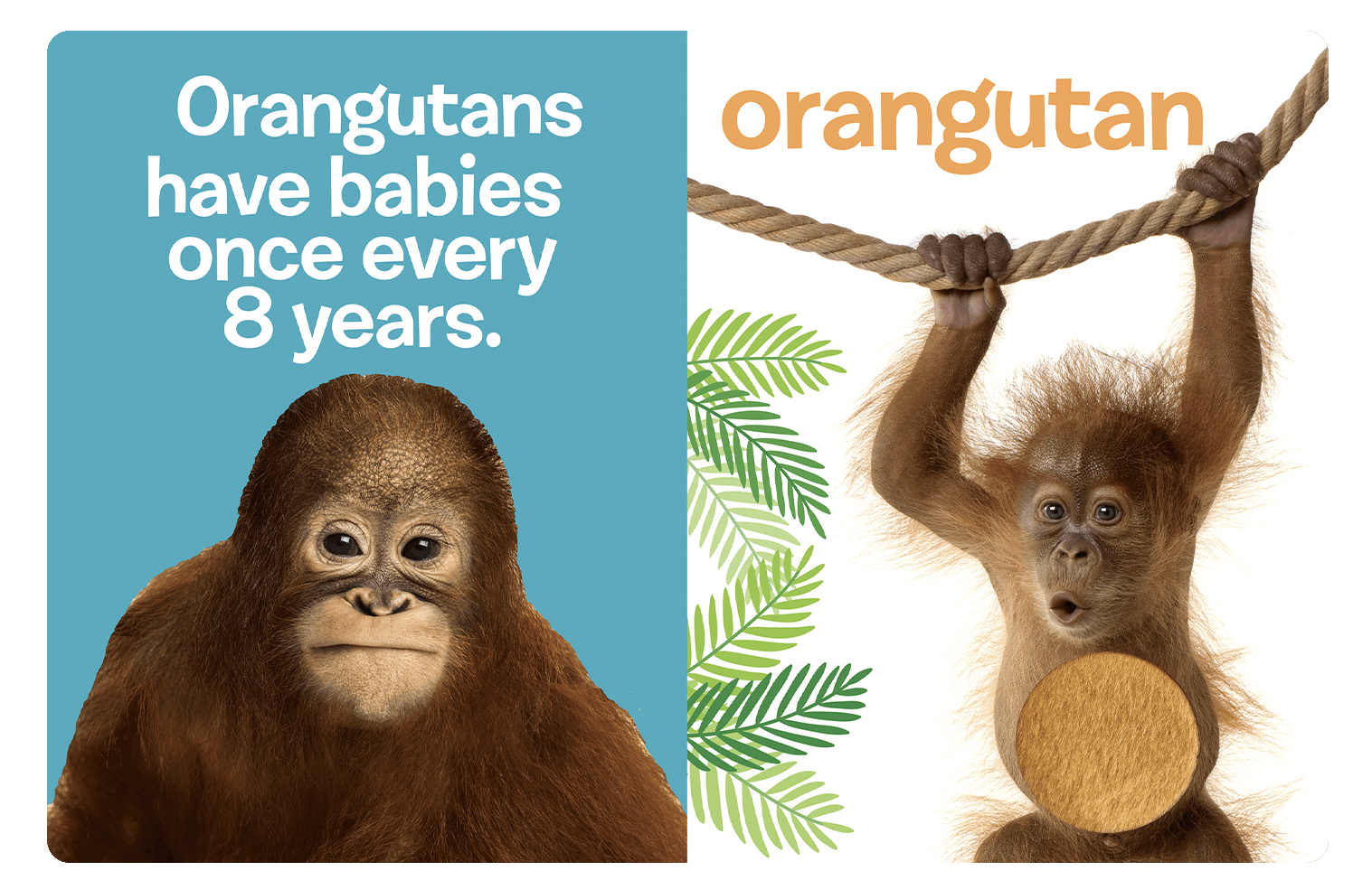 Little Hippo: Touch and Feel Adorable Baby Animals Board Book Children Tactile Learning Real Photography kitten puppy hatchling orangutan chick